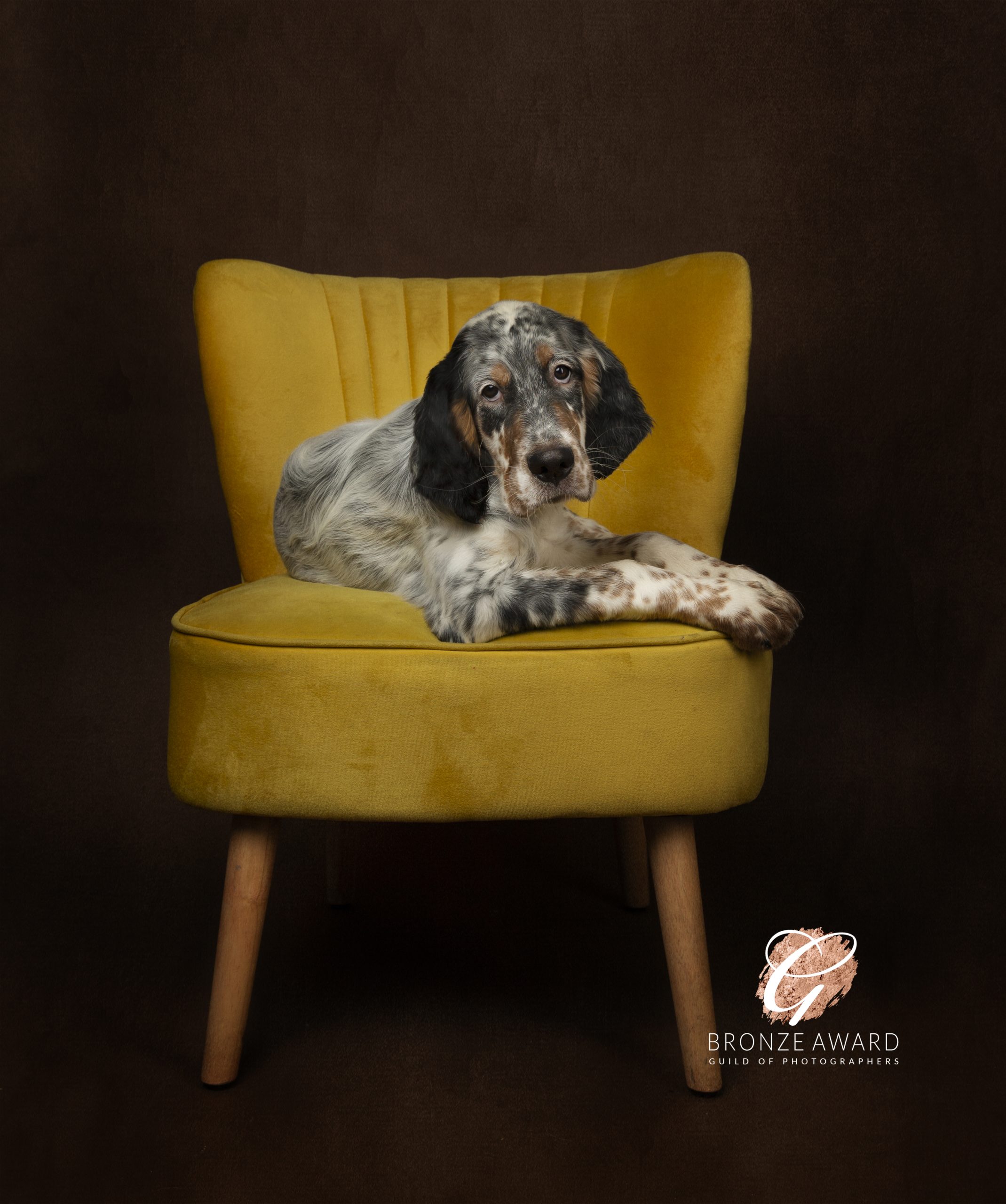 Dog Photography Gift Voucher - Image 4