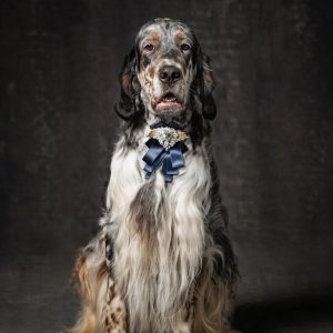 studio dog photography