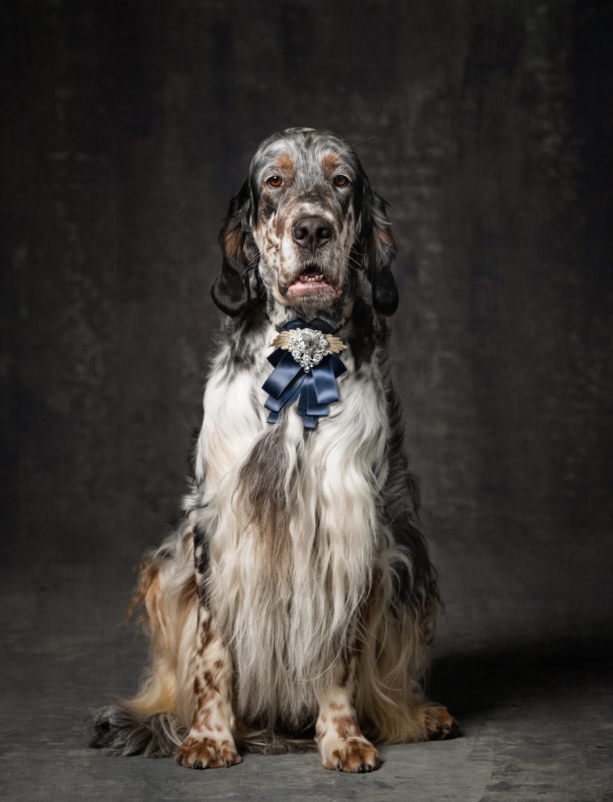 studio dog photography
