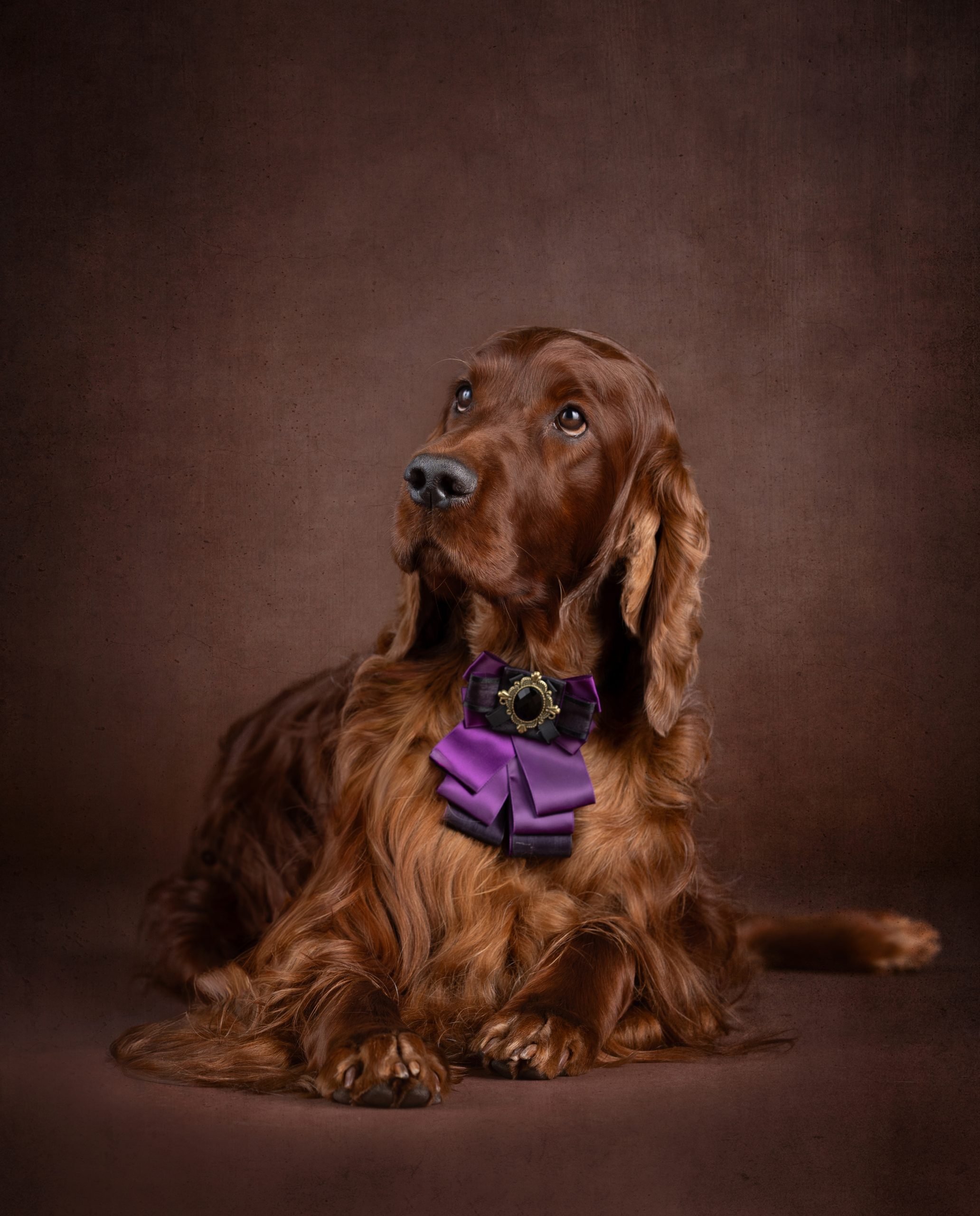 Dog Photography Gift Voucher - Image 5